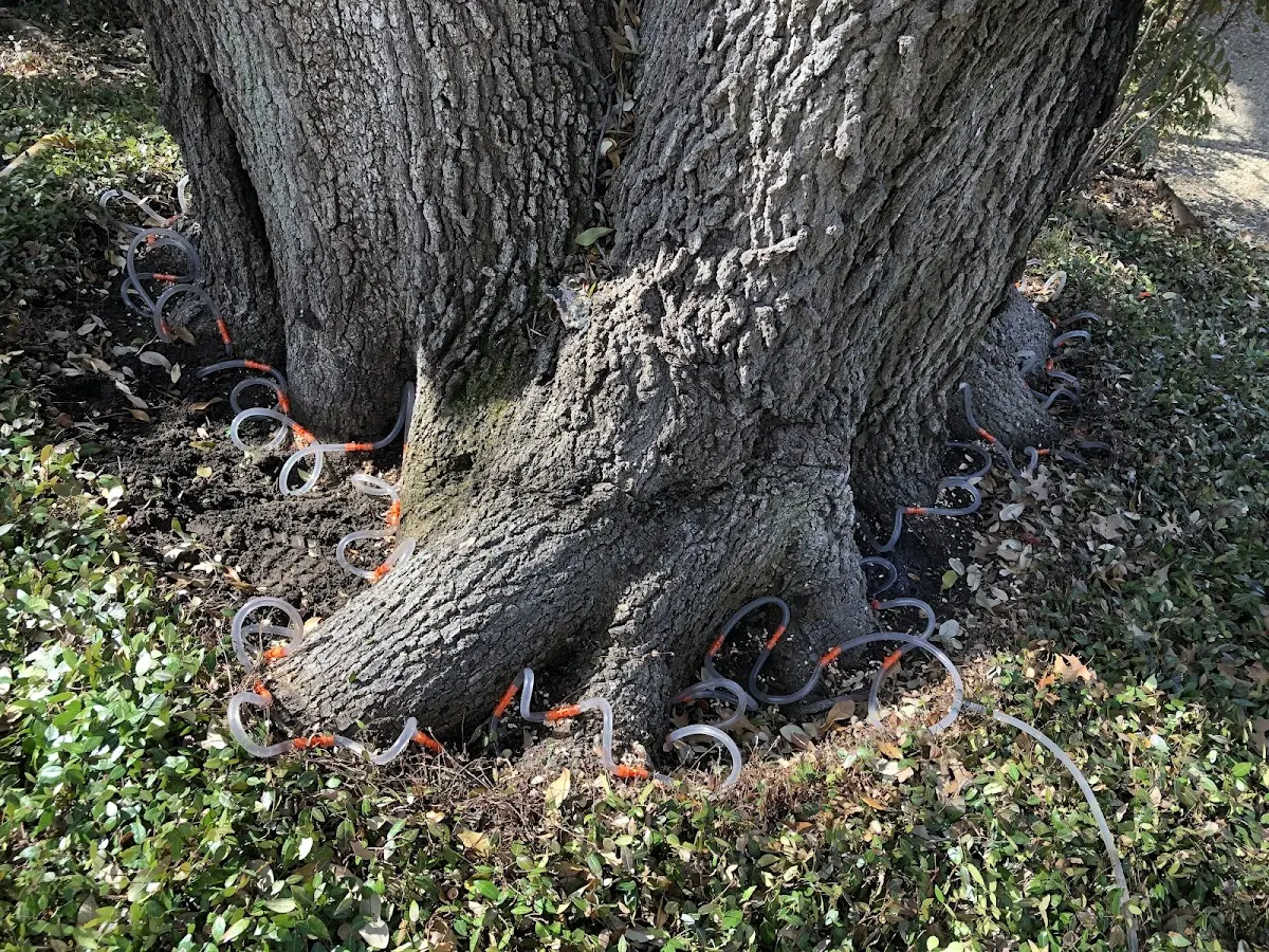 Detailed Tree Cabling and Bracing job site in Simmesport